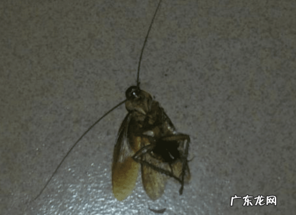 踩死的蟑螂为什么第二天就消失了,家里踩死的蟑螂为啥一会儿就自动消失了