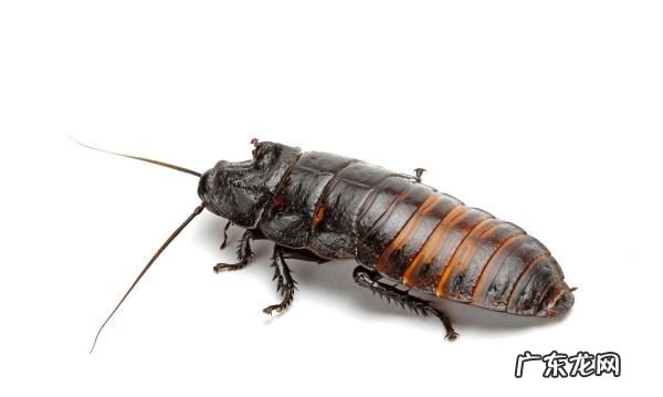 踩死的蟑螂为什么第二天就消失了,家里踩死的蟑螂为啥一会儿就自动消失了