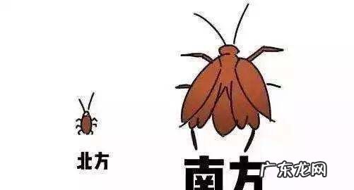 踩死的蟑螂为什么第二天就消失了,家里踩死的蟑螂为啥一会儿就自动消失了