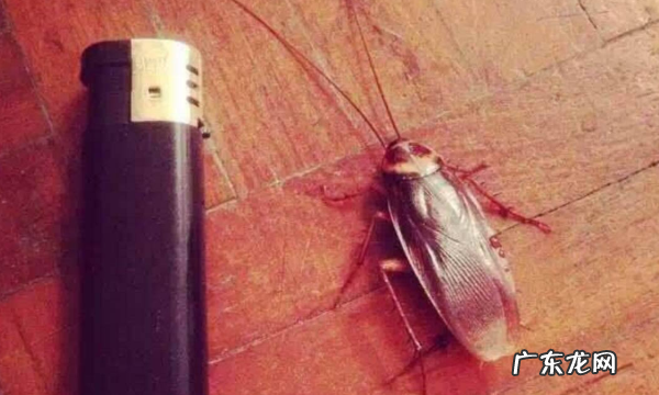 踩死的蟑螂为什么第二天就消失了,家里踩死的蟑螂为啥一会儿就自动消失了
