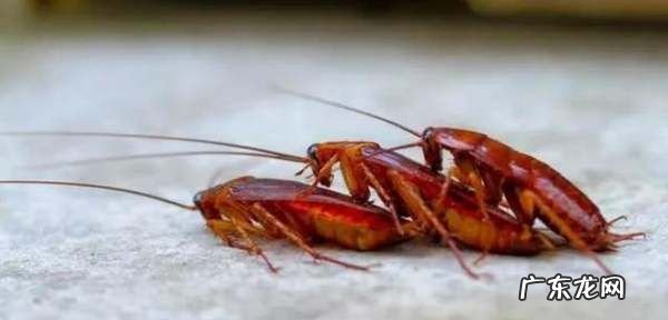 踩死的蟑螂为什么第二天就消失了,家里踩死的蟑螂为啥一会儿就自动消失了
