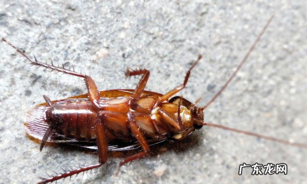 踩死的蟑螂为什么第二天就消失了,家里踩死的蟑螂为啥一会儿就自动消失了