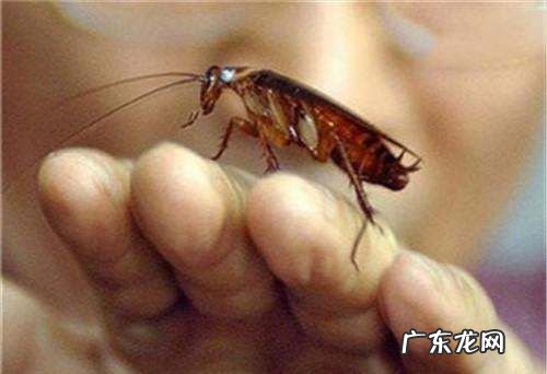踩死的蟑螂为什么第二天就消失了,家里踩死的蟑螂为啥一会儿就自动消失了