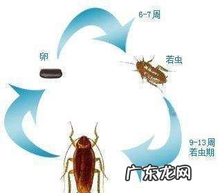 踩死的蟑螂为什么第二天就消失了,家里踩死的蟑螂为啥一会儿就自动消失了