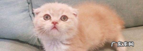 米努特猫是什么猫,米努特高地猫是什么品种