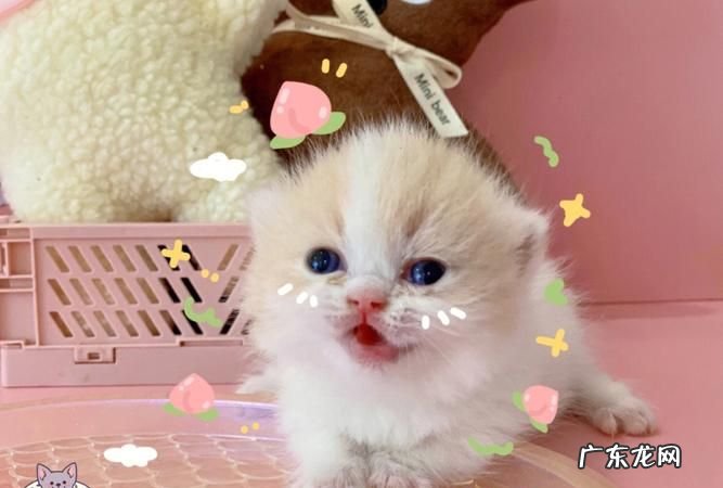 米努特猫是什么猫,米努特高地猫是什么品种