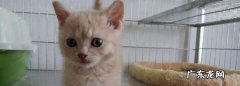 米努特猫是什么猫,米努特高地猫是什么品种