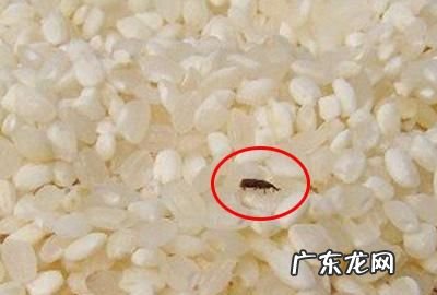 米里面有黑虫怎么赶走,米里面有黑虫怎么去除