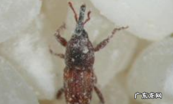 米里面有黑虫怎么赶走,米里面有黑虫怎么去除