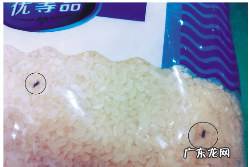 米里面有黑虫怎么赶走,米里面有黑虫怎么去除