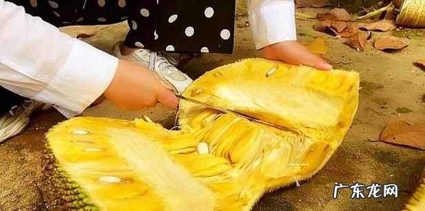 菠萝蜜剥好后还会熟,菠萝蜜剥开了还能放熟