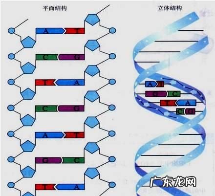 atcg分别是什么,生物中ATCG分别代表什么