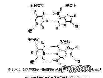 atcg分别是什么,生物中ATCG分别代表什么