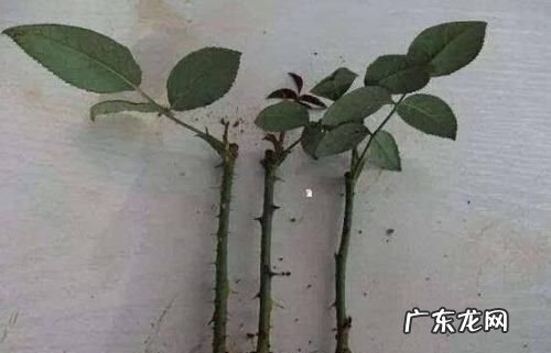 玫瑰花的枝干可以扦插,玫瑰花扦插繁殖方法