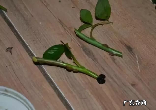 玫瑰花的枝干可以扦插,玫瑰花扦插繁殖方法