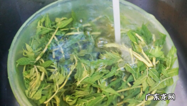 腌制香椿芽要先焯水吗,腌香椿芽要焯水 腌香椿芽可以冷藏