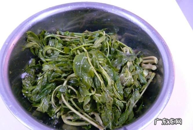 腌制香椿芽要先焯水吗,腌香椿芽要焯水 腌香椿芽可以冷藏