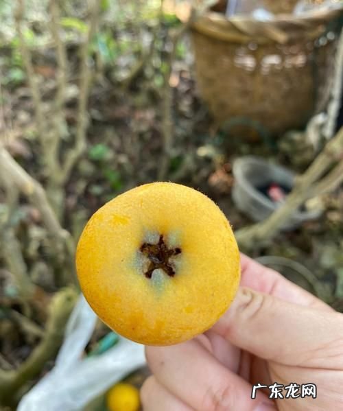 东山白玉枇杷的特点,苏州东山枇杷和西山枇杷哪个好吃