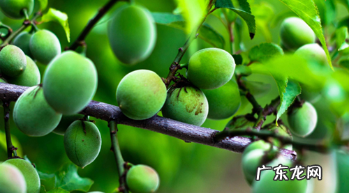 溜溜梅的作用好吃又健康a,溜溜梅可以泡水喝