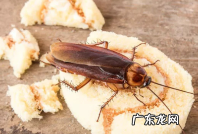 蟑螂爬过的地方怎么处理,蟑螂爬过的地方怎么处理脏
