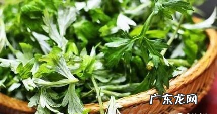 艾叶煮水洗脸的坏处,艾叶水洗脸的坏处有哪些