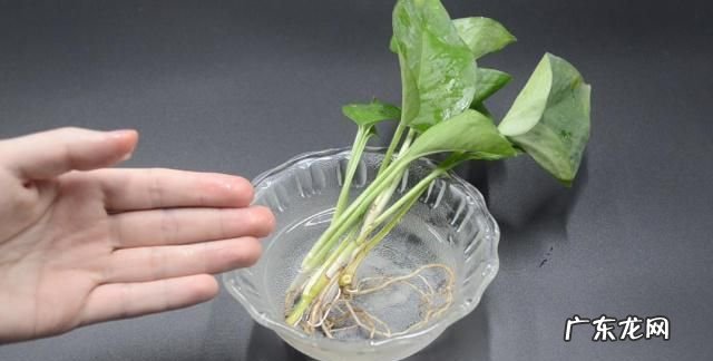 白糖水可以当生根水,如何自制生根水