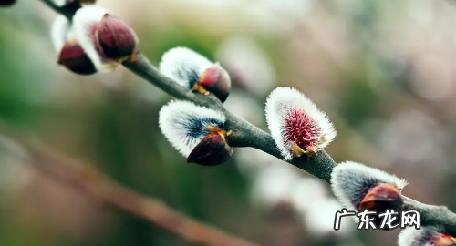 白糖水可以当生根水,如何自制生根水