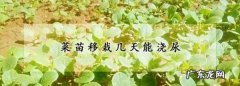 尿要放几天才可以浇菜,菜苗移栽几天能浇尿水