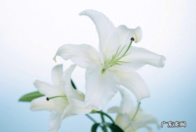 百合花的味道对人有没有坏处,香水百合的鲜花香味对人体有害