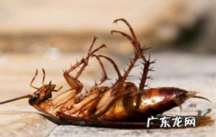 蟑螂怕光么开灯睡觉管用么,蟑螂怕光