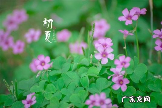 初夏是几月份,孟夏仲夏季夏是几月