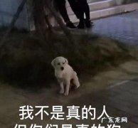 没有骨气摇尾乞怜的人是什么动物,比喻没有骨气的人是小绵羊还是哈巴狗