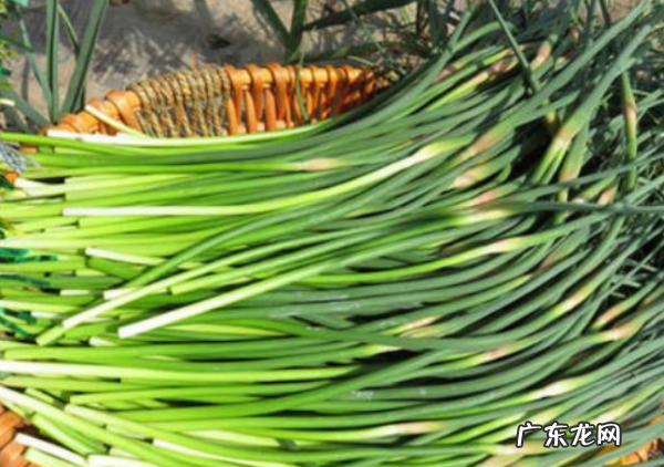 蒜苔吃不完怎么保存,蒜苔怎样保鲜存放时间长