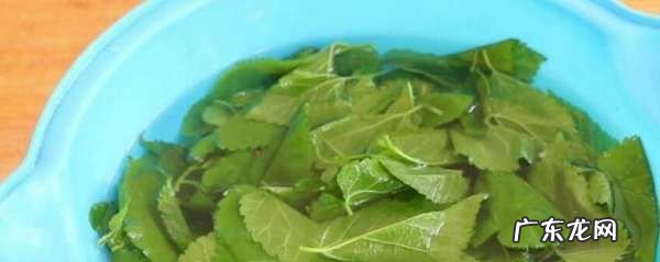 桑树叶怎样处理泡水喝,桑树叶怎样泡水喝最好