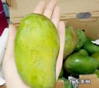 芒果没坏怎么有股臭味,芒果有一股怪味是不是用了药水