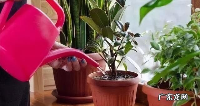 怎么样自制浇花肥水,自制浇花肥料水的比例