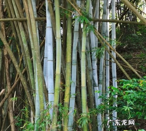 竹灰有什么用处,竹子灰和草木灰的区别