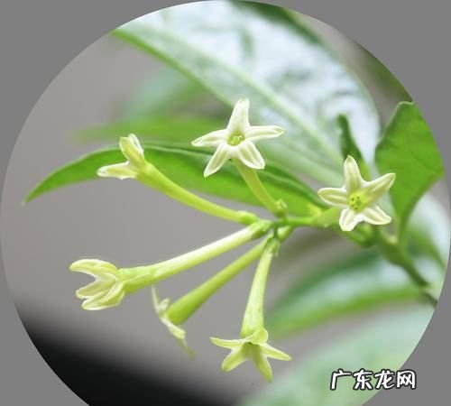 夜来香的养殖方法,夜来香的养殖方法和注意事项