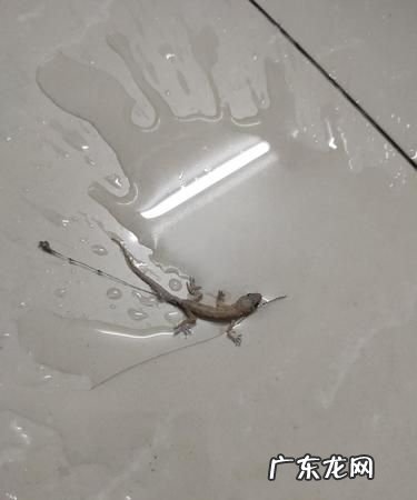 房间有壁虎一直叫怎么办,房子里有壁虎会怎么办