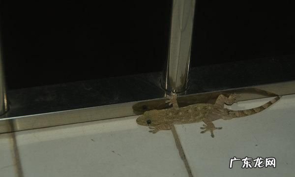 房间有壁虎一直叫怎么办,房子里有壁虎会怎么办