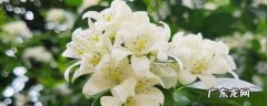 九里香能驱蚊虫,九里香可以驱蚊驱虫