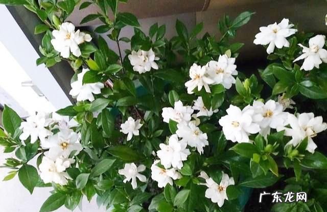 栀子花冬天休眠,栀子花冬季的养殖方法和注意事项有哪些