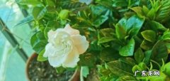 栀子花冬天休眠,栀子花冬季的养殖方法和注意事项有哪些