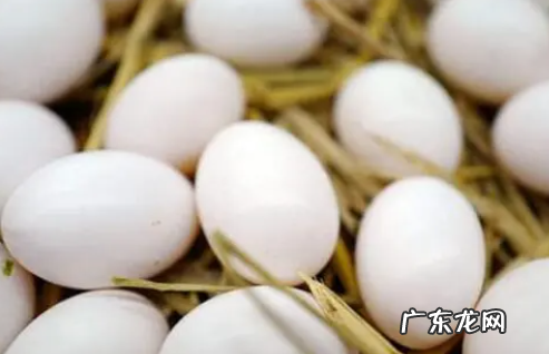 鸽子蛋和鸡蛋营养对比,鸡蛋和鸽子蛋的营养有区别