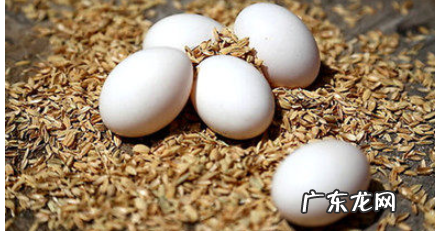 鸽子蛋和鸡蛋营养对比,鸡蛋和鸽子蛋的营养有区别