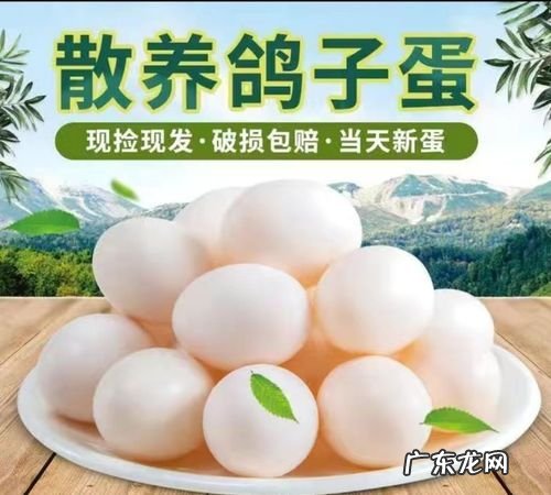 鸽子蛋和鸡蛋营养对比,鸡蛋和鸽子蛋的营养有区别