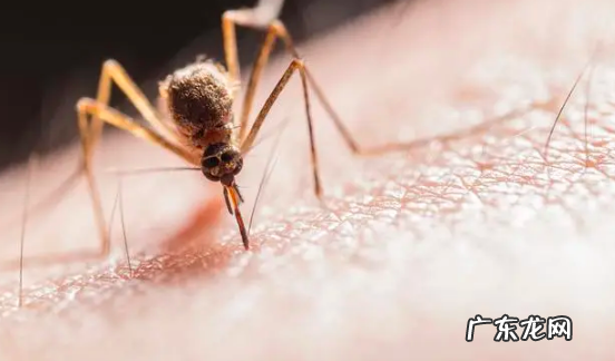 蚊子灭绝了世界会怎样,蚊子灭绝了世界会怎样