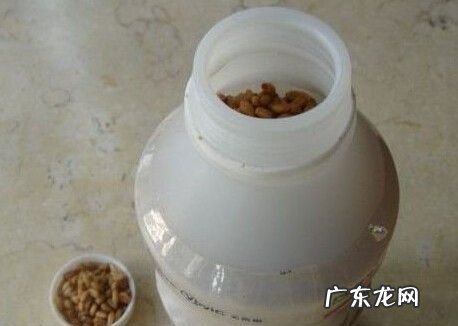 怎么样泡什麦粒钓大鲫鱼,怎么用麦粒钓鲫鱼