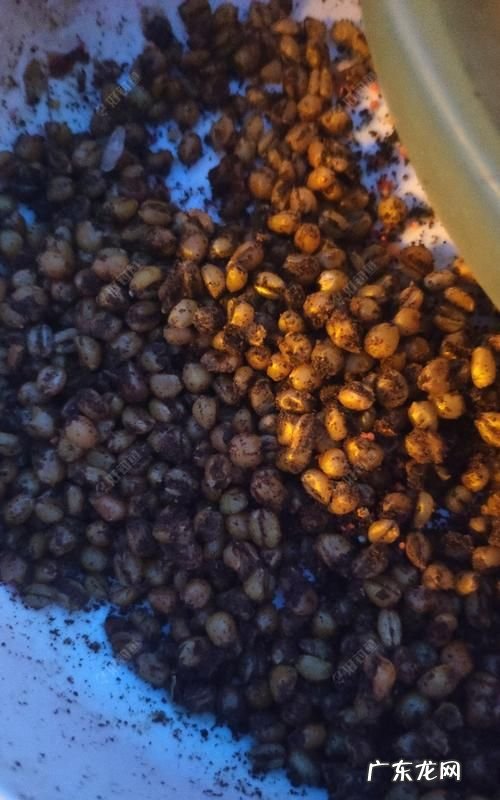怎么样泡什麦粒钓大鲫鱼,怎么用麦粒钓鲫鱼