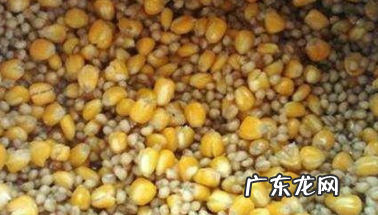 怎么样泡什麦粒钓大鲫鱼,怎么用麦粒钓鲫鱼